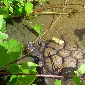 Kinosternon scorpioides - Nash.jpg