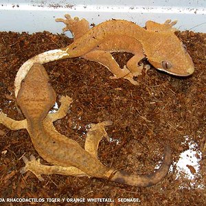 pareja Rhacos Tiger y Orange Whitetail.jpg