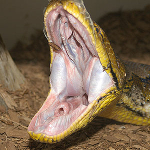 Retic_yawn.jpg