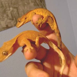 pareja Rhacos Tiger & Whitetail.jpg