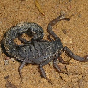 tn_hadogenes bicolor.JPG