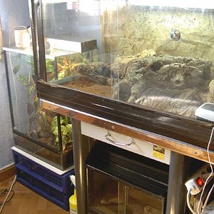 conjunto terrarioss.jpg