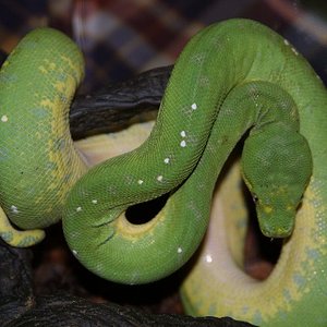 Web Morelia viridis fverda.jpg