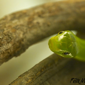 Dendroaspis angusticeps.jpg