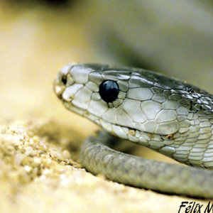 Dendroaspis polylepis.jpg