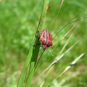 insectos 004 redu.JPG