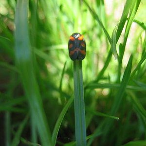 insectos 001 redu.JPG