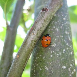 insectos 005 redu.JPG