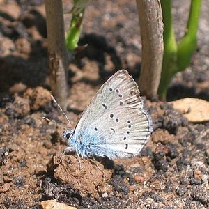 insectos 008 redu.JPG