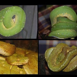 Web Morelia viridis.jpg