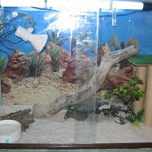 terrario pogona 2 redu.JPG