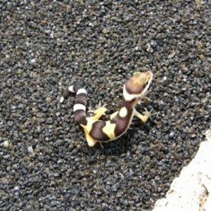 Gecko.JPG