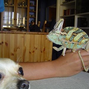 calyptratus v.s chiuahua.JPG