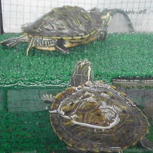 Dibujo trachemyyyyyyyyyssssssssssssssssssss.JPG