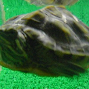 Dibujo nadaaaaaannnnnnnnn.JPG