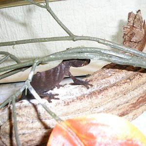 uroplatus ebenaui.jpg