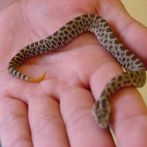 Copia de MVC-018S.JPG