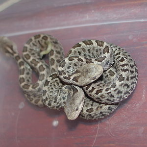 Sistrurus  ravus (1).JPG