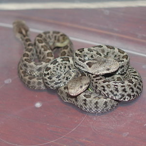 Sistrurus ravus (2).JPG