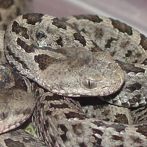 Sistrurus ravus (3).JPG