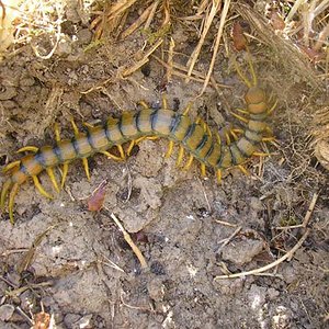 Escolopendra.jpg