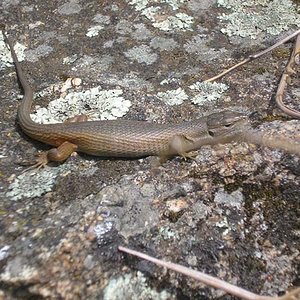 P.algirus aberrante 1.jpg