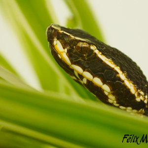 Agkistrodon bilineatus taylori.jpg