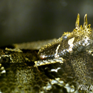 Bitis nasicornis.jpg