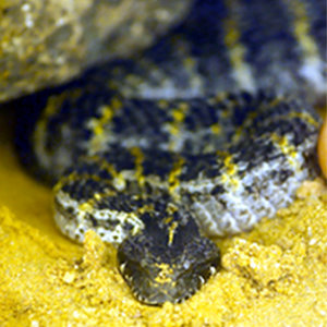 Acanthophis p. rogusus.jpg