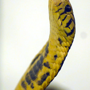 Naja melanoleuca.jpg