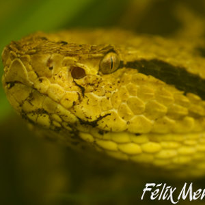 Atropoides nummifer.jpg