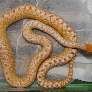 Pituophis catenifer annectans   albina applegate.JPG