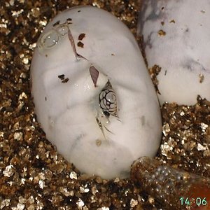 lampropeltis saliendo del huevo 1.JPG