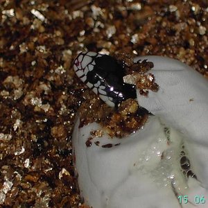 lampropeltis saliendo del huevo 2.JPG