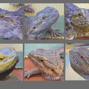 Web Pogona taula.jpg