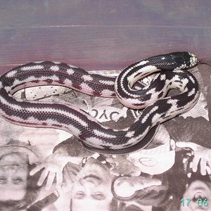 cria aberrante 1.JPG