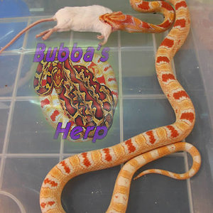 macho candycanexreversee okeetee.jpg