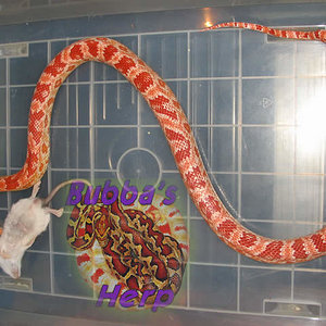 hembra amel adulta.jpg