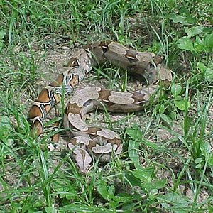 Boa%20c.%20juvenil%20ottis2.JPG