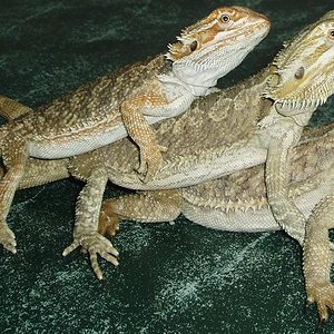 marijuana y sus compis.JPG