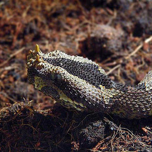 Nasicornis Juvenil.JPG