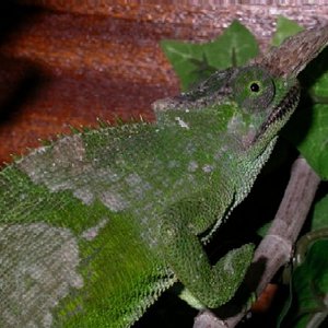 Copia de brady 002.jpg