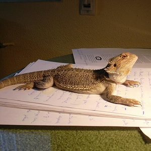 Pogona grande 2.JPG