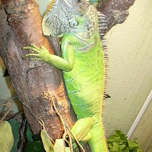 Iguana 3.jpg