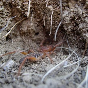 tn_gluvia dorsalis.JPG