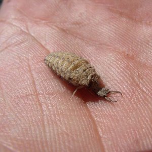 tn_myrmyleon formicarius2.JPG