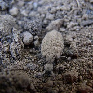 tn_myrmyleon formicarius.JPG