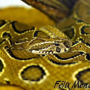 98731499 copia 2.jpg