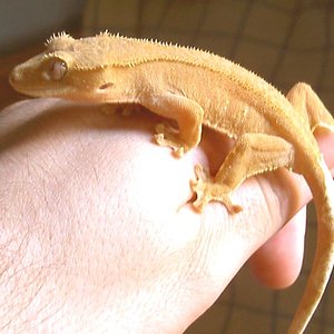 Oranje Whitetail.jpg