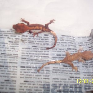 crias ciliatus fire2.jpg